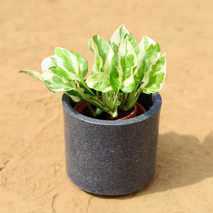 Buy Money Plant N'joy in 6 inch 6 Inch Black Cylindrical Fiberglass Pot Online | Urvann.com