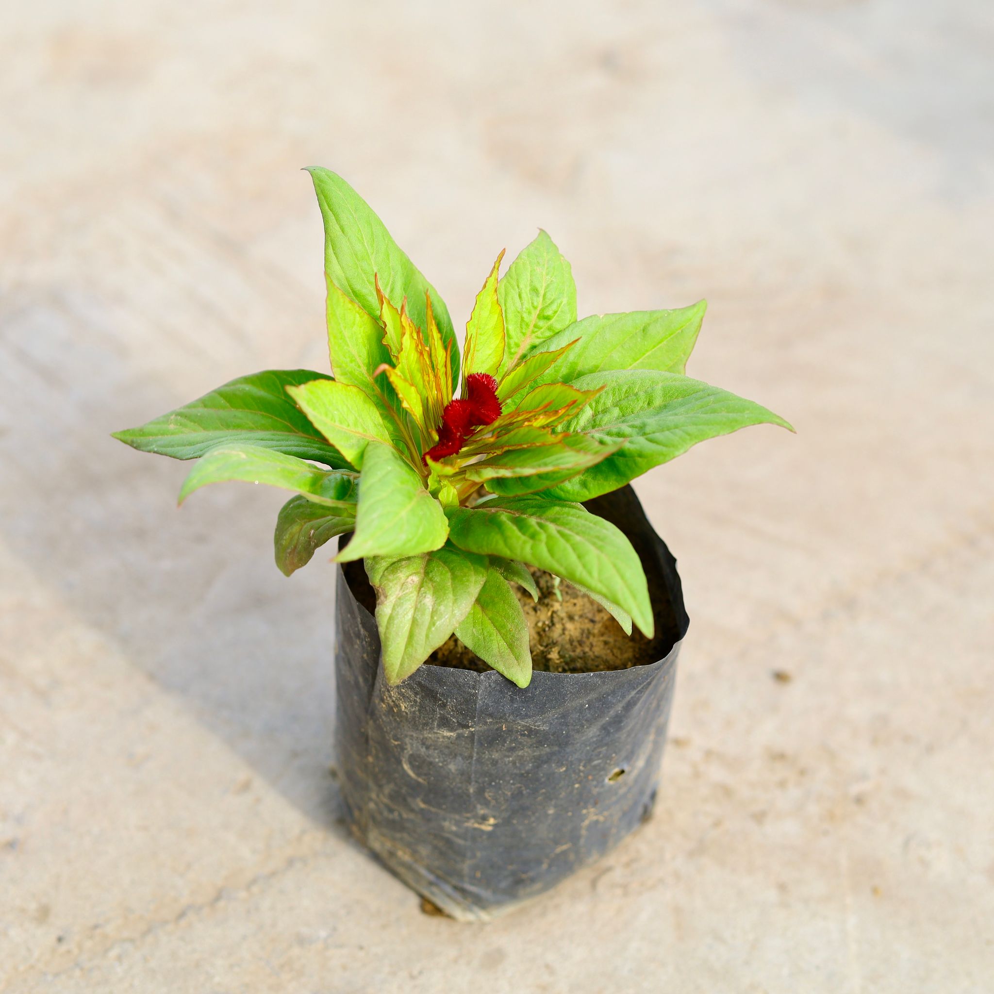 Celosia (any colour) in 4 inch Nursery Bag