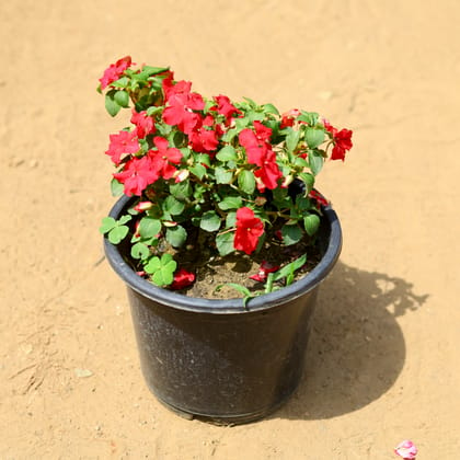 Buy Impatients Balsamina (any colour) in 6 inch Nursery Pot Online | Urvann.com