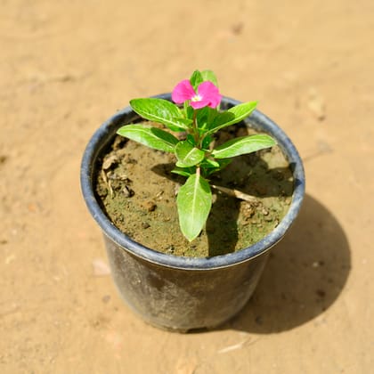 Buy Periwinkle / Sadabahar / Vinca (any colour) in 6 inch Nursery Pot Online | Urvann.com