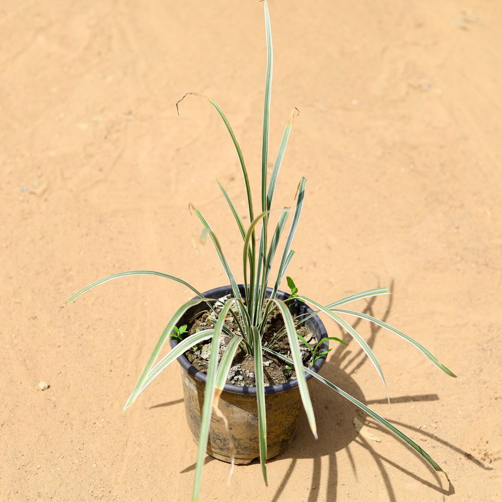 Mondo / Ophiopogon Grass in 6 inch Nursery Pot