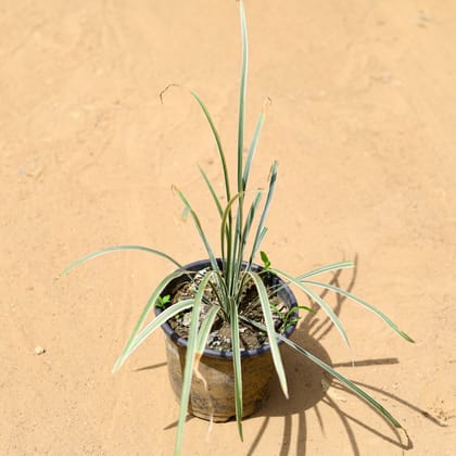 Buy Mondo / Ophiopogon Grass in 6 inch Nursery Pot Online | Urvann.com