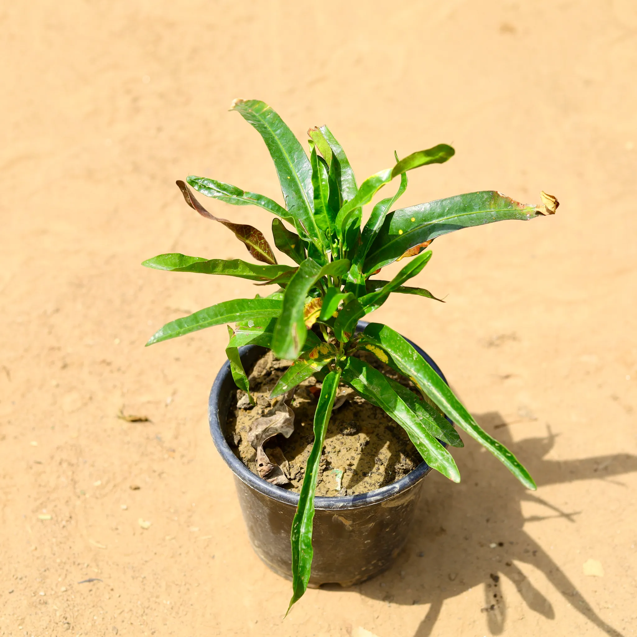 Croton Sunny Star Green in 6 inch Nursery Pot