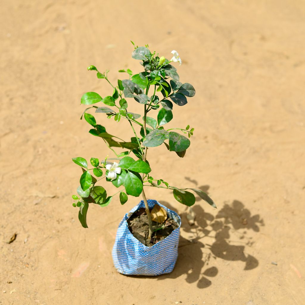 Buy Murraya Desi White in 5 inch Nursery Bag Online | Urvann.com Murraya Desi White in 5 inch Nursery Bag