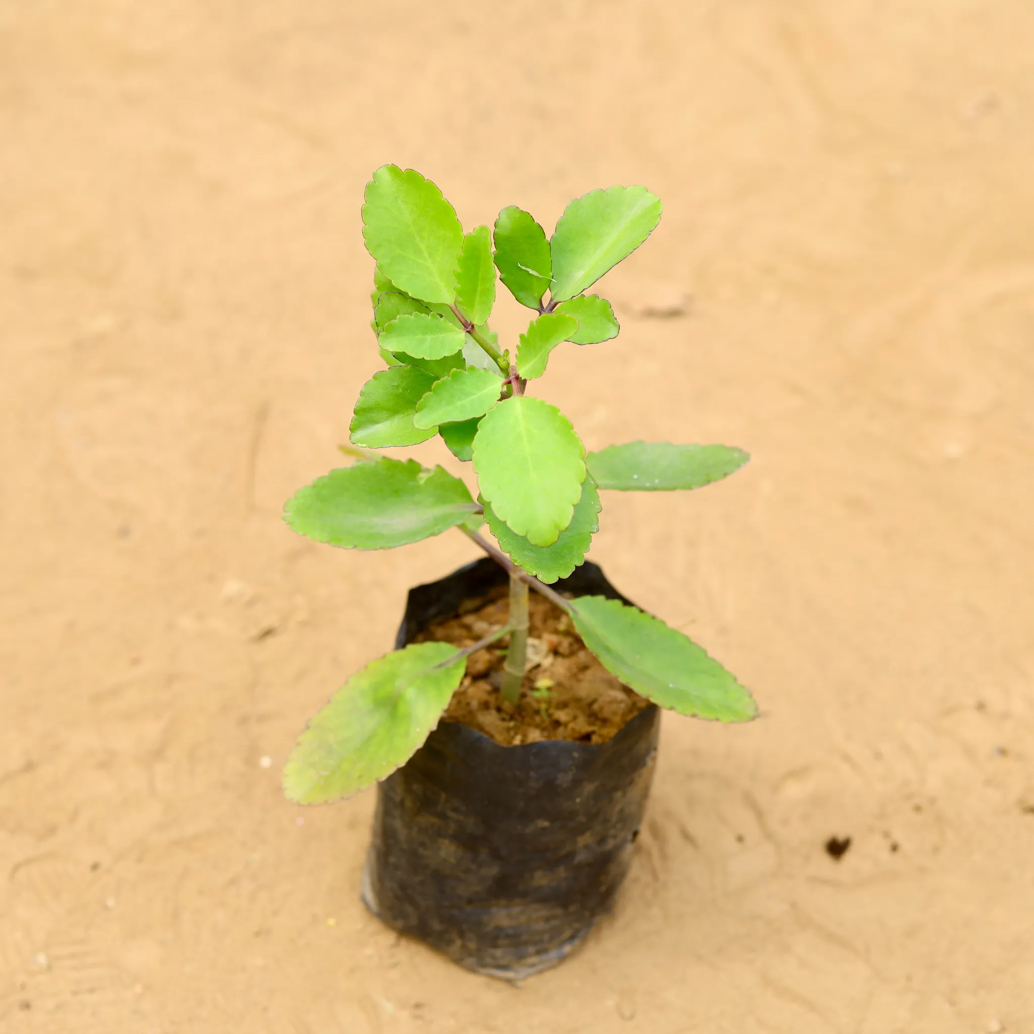 Patharchatta in 4 inch Nursery Bag