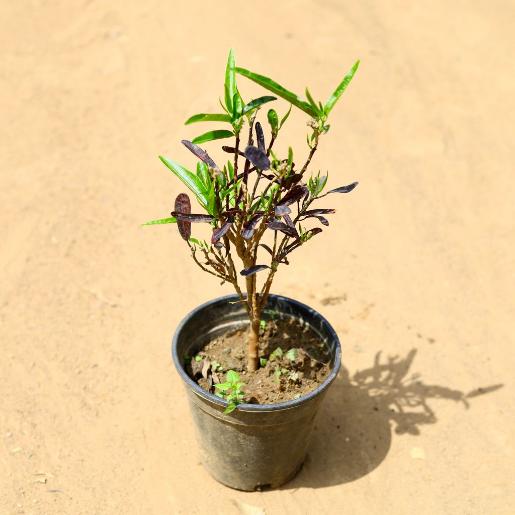 Croton Royal Challenger in 6 inch Nursery Pot