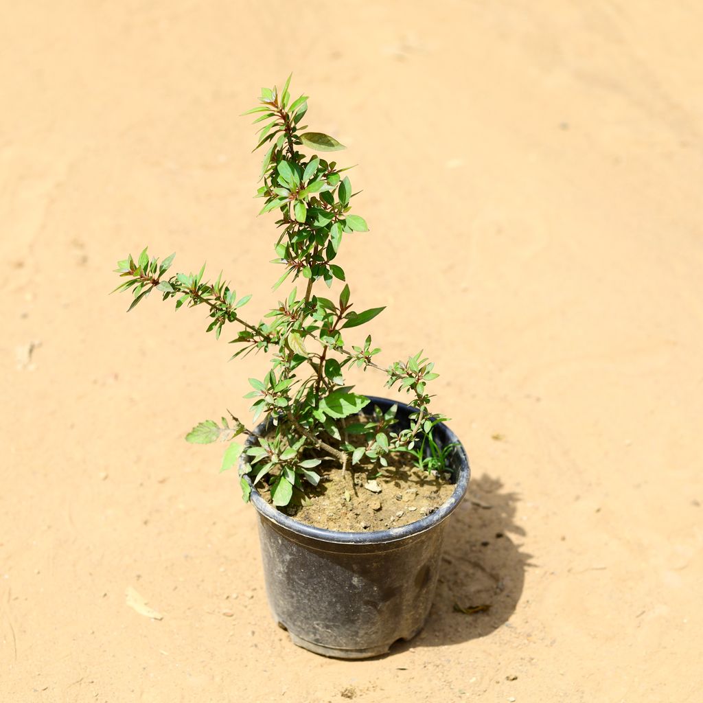 Buy Hamelia (any colour) in 10 inch Nursery Pot Online | Urvann.com Hamelia (any colour) in 6 inch Nursery Pot
