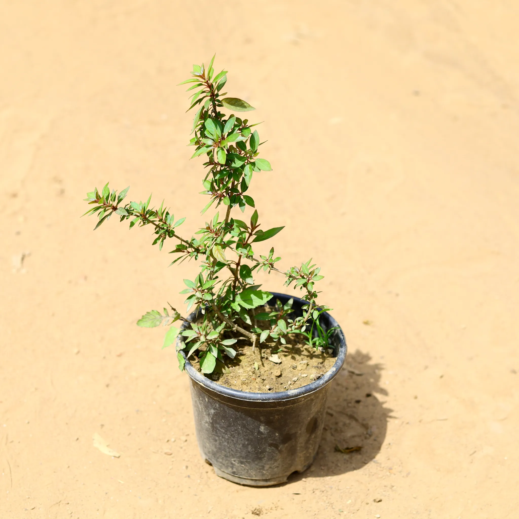Hamelia (any colour) in 6 inch Nursery Pot