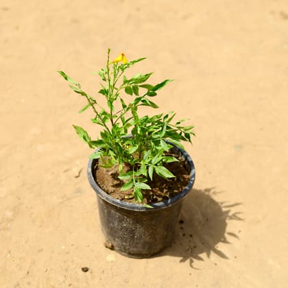 Buy Tecoma (any colour) in 6 inch Nursery Pot Online | Urvann.com