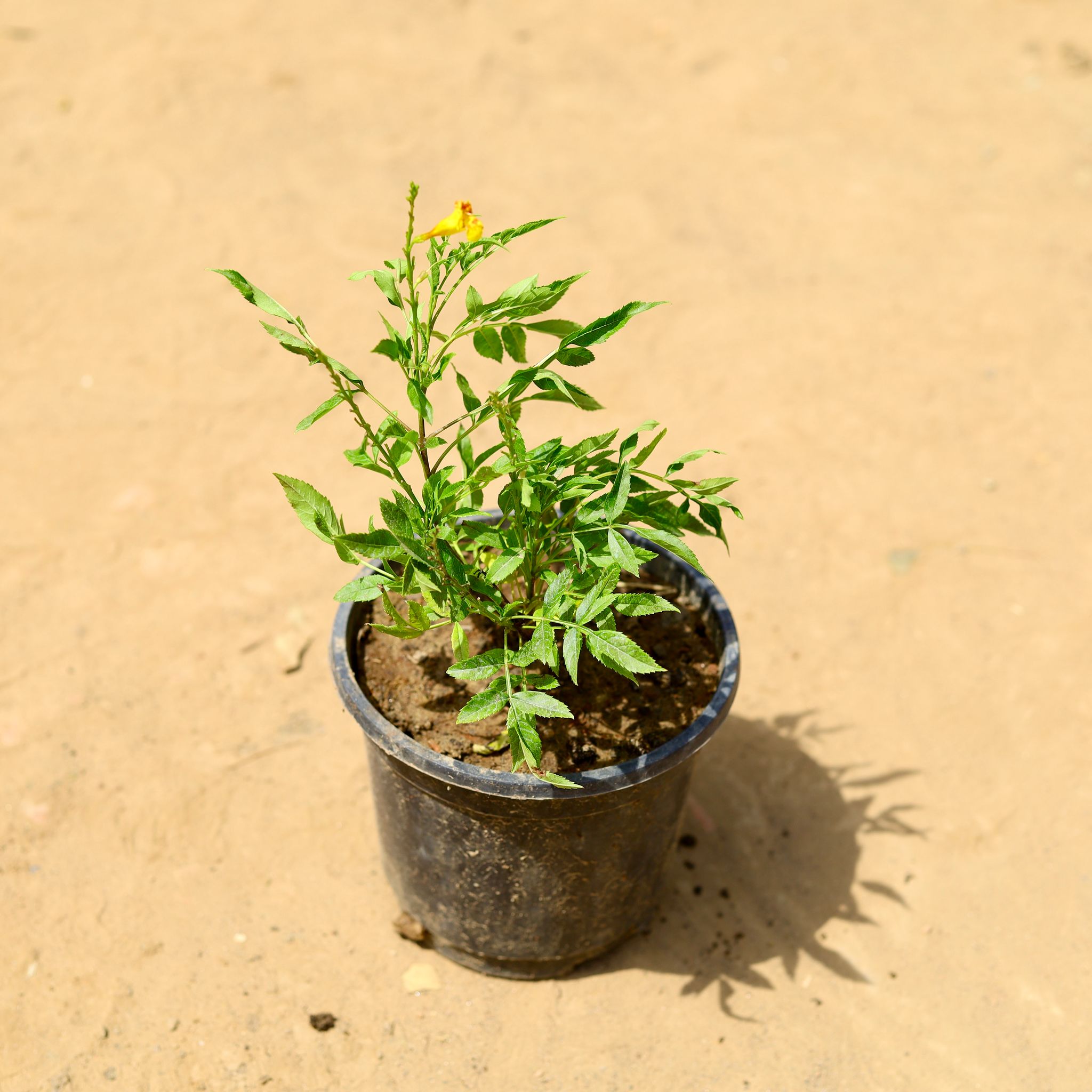 Tecoma (any colour) in 6 inch Nursery Pot