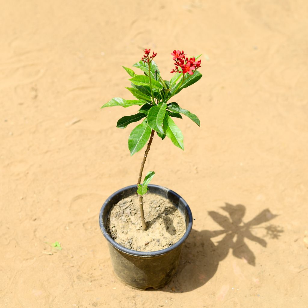 Jatropha / Sunder Rupa (any colour) in 6 inch Nursery Pot