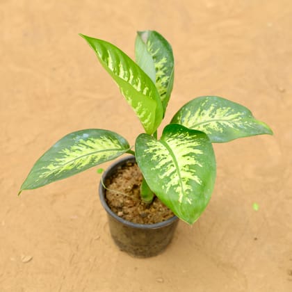 Buy Dieffenbachia Seguine in 7 inch Nursery Pot Online | Urvann.com