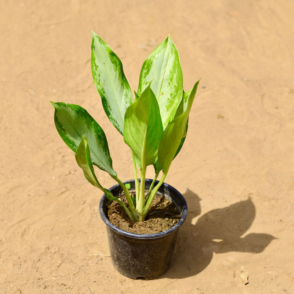 Buy Aglaonema Emerald Bay in 6 inch Nursery Pot Online | Urvann.com Aglaonema Emerald Bay in 6 inch Nursery Pot