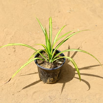 Buy Pandanus / Screwpine in 6 inch Nursery Pot Online | Urvann.com