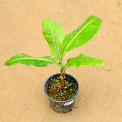 Buy Banana in 6 inch Nursery Pot Online | Urvann.com
