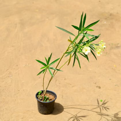 Buy Kaner / Oleander (any colour) in 6 inch Nursery Pot Online | Urvann.com