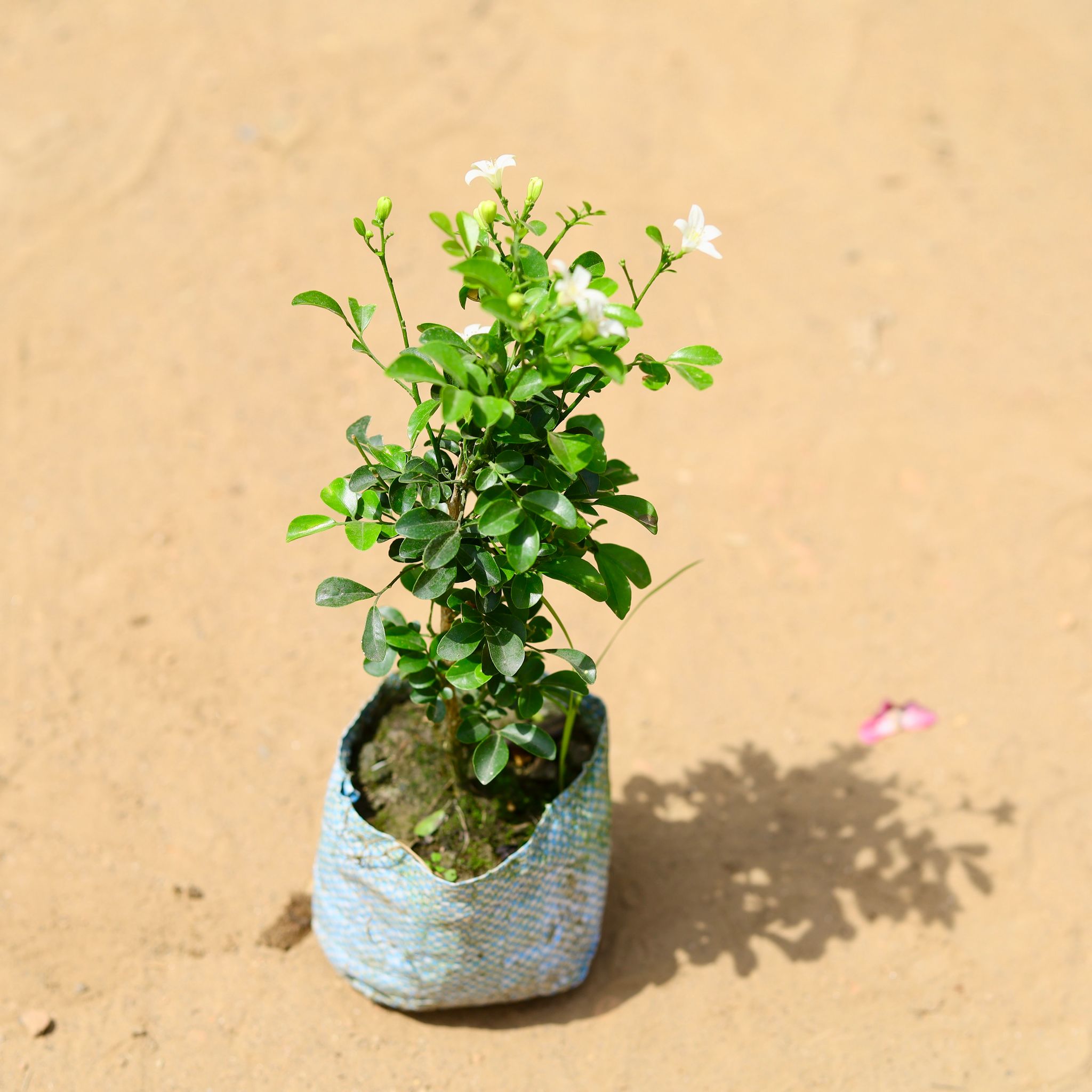 Madhu Kamini White / Murraya (any colour) in 5 inch Nursery Bag