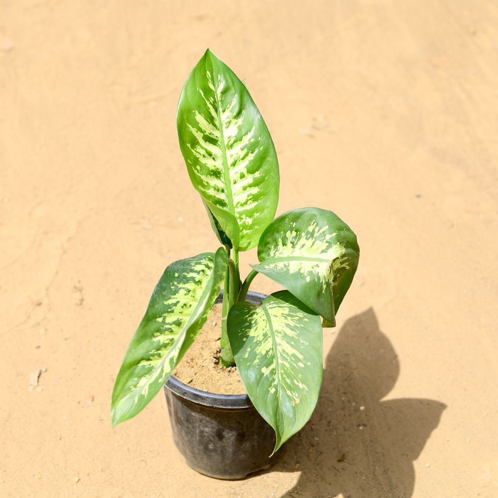 Dieffenbachia Seguine in 8 inch Nursery Pot