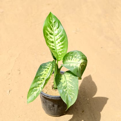 Buy Dieffenbachia Seguine in 8 inch Nursery Pot Online | Urvann.com