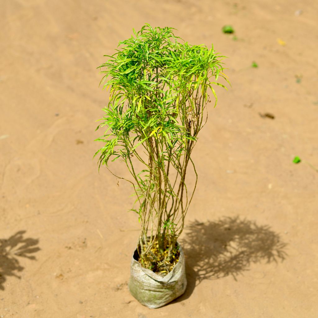 Buy Aralia Golden in 6 inch Nursery Bag Online | Urvann.com Aralia Golden in 6 inch Nursery Bag