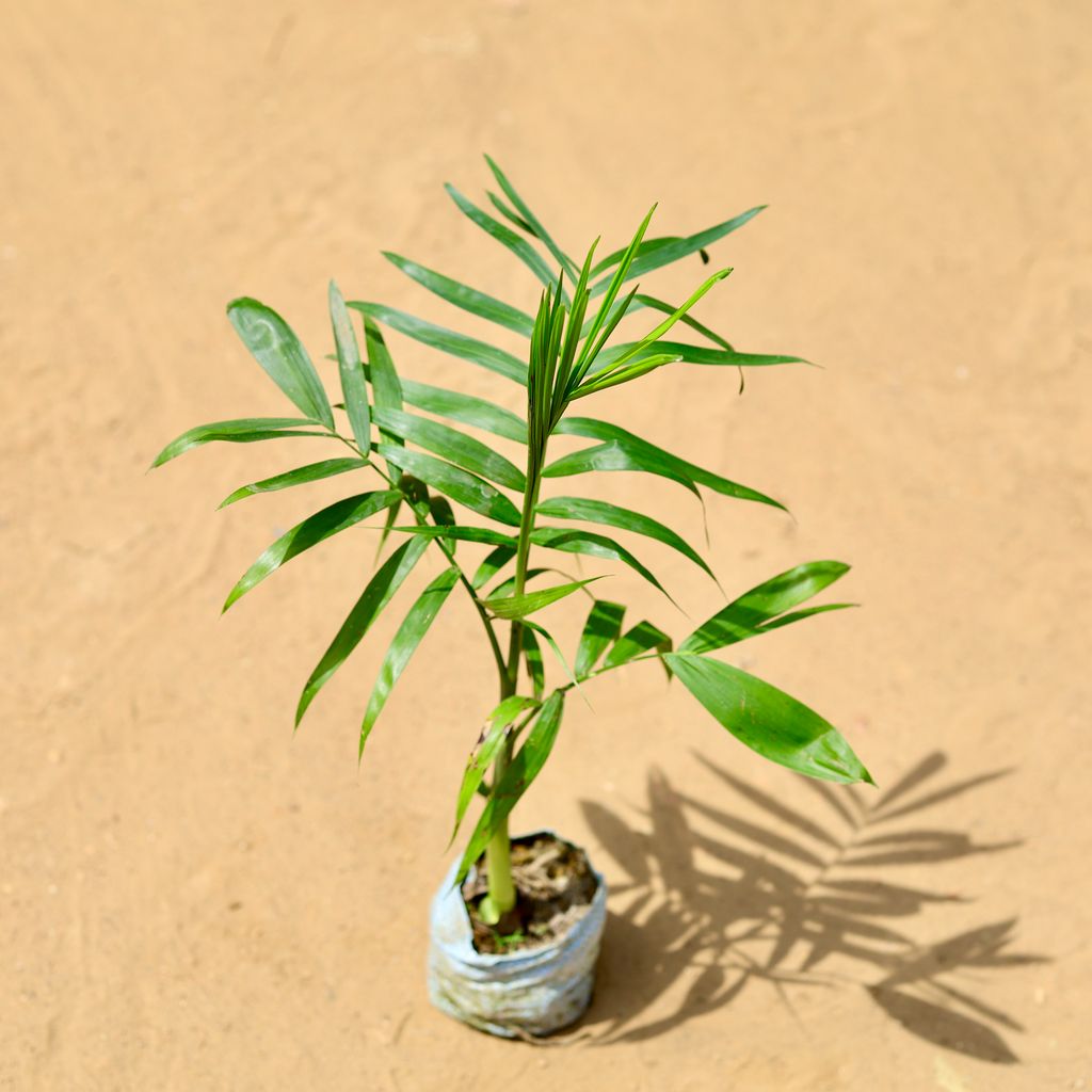 Chamaedorea Palm in 5 inch Nursery Bag