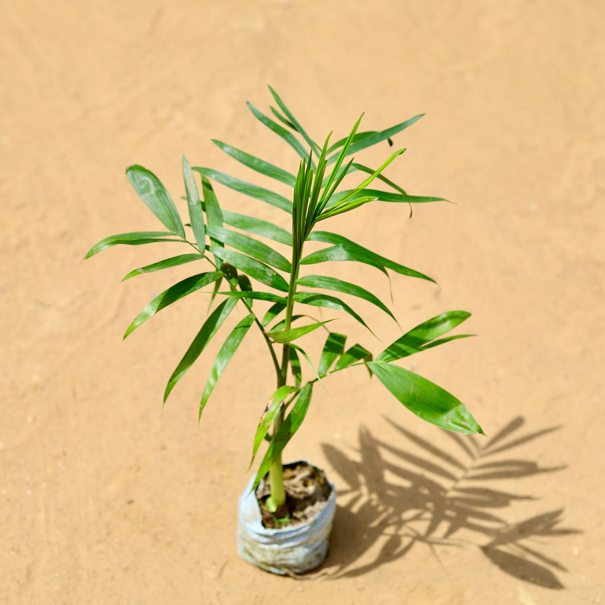Chamaedorea Palm in 5 inch Nursery Bag