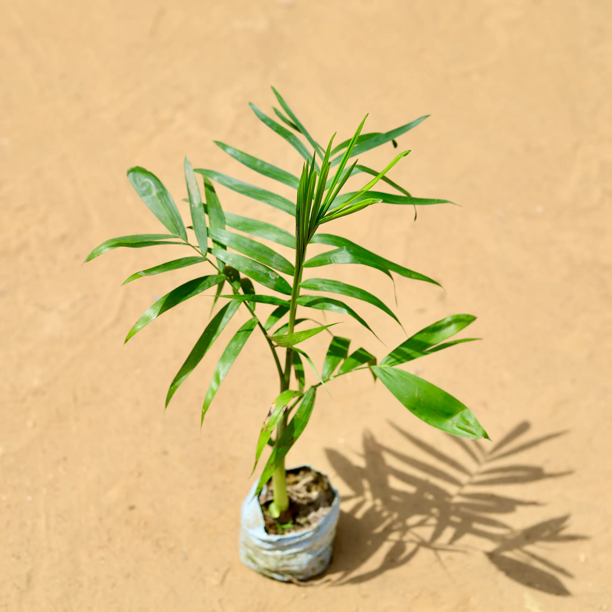 Chamaedorea Palm in 5 inch Nursery Bag