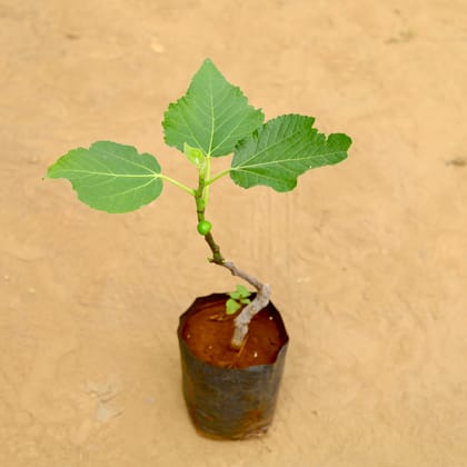 Buy Anjeer / Fig in 6 inch Nursery Bag Online | Urvann.com