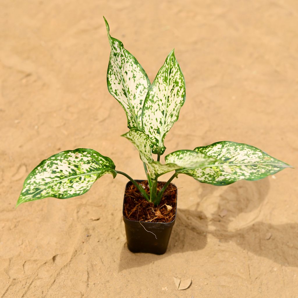 Buy Aglaonema Snow White in 4 inch Nursery Pot Online | Urvann.com Aglaonema Snow White in 4 inch Nursery Pot