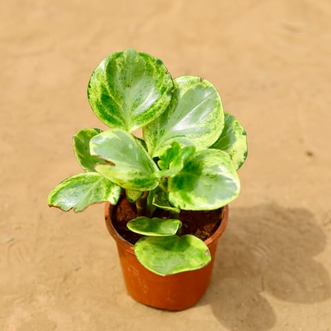 Peperomia Vareigated in 4 inch Nursery Pot