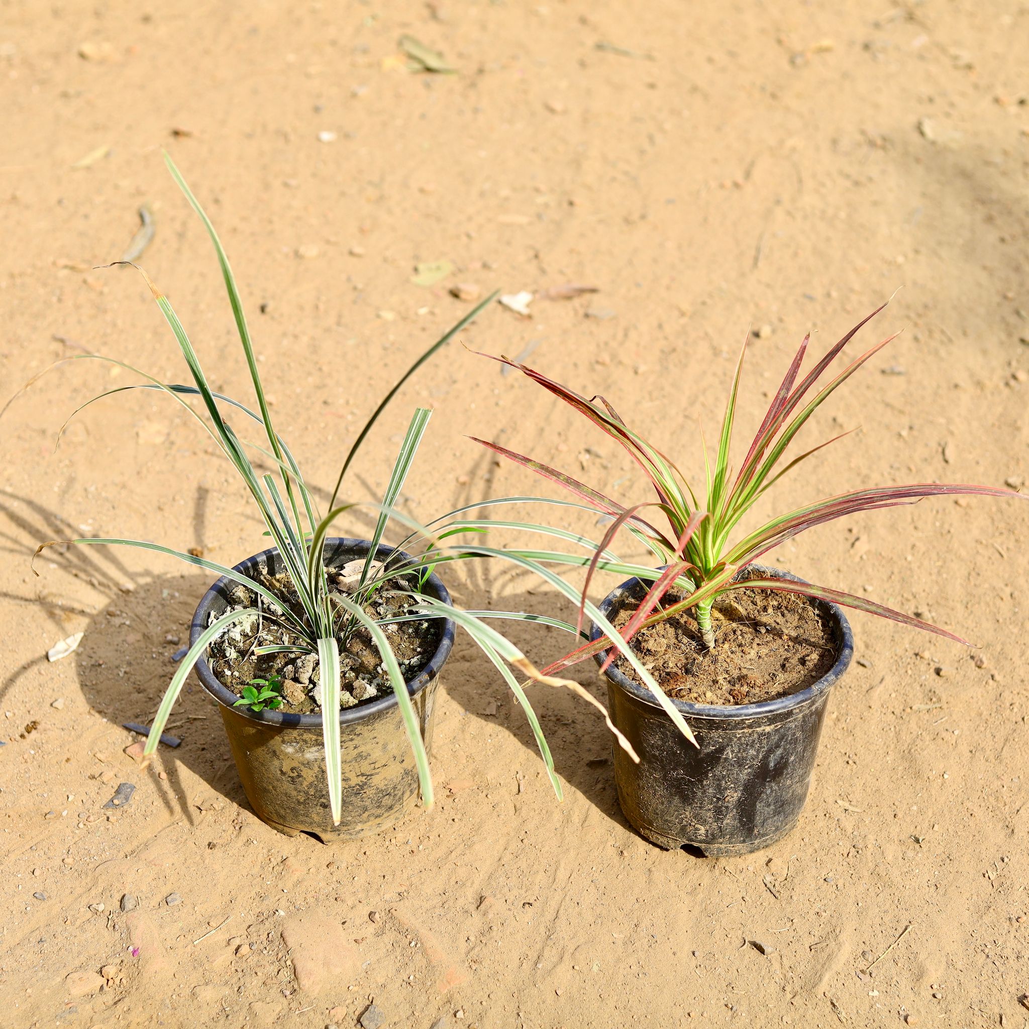 Set of 2 - Dracaena Colorama / Marginata Red & Ophiopogon Grass in 6 inch Nursery Pot