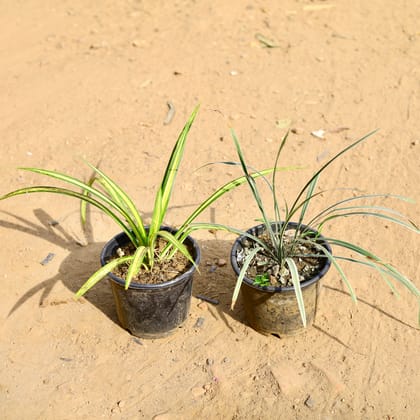 Buy Set of 2 -  Pandans / Screwpine & Ophiopogon Grass in 6 inch Nursery Pot Online | Urvann.com
