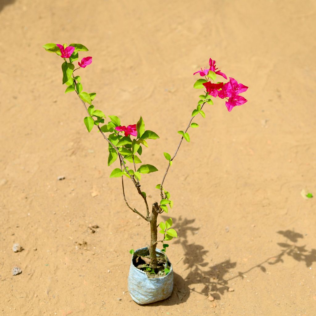Buy Bougainvillea (any colour) in 5 inch Nursery Bag Online | Urvann.com Bougainvillea (any colour) in 5 inch Nursery Bag