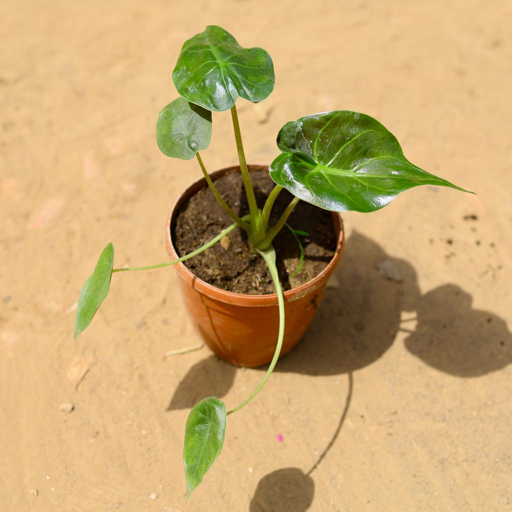 Alocasia Green in 6 inch Nursery Pot