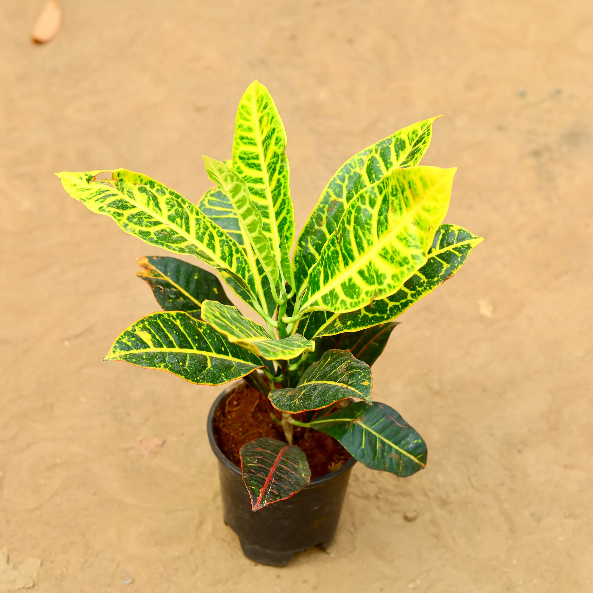 Croton Petra Yellow in 6 inch Nursery Pot
