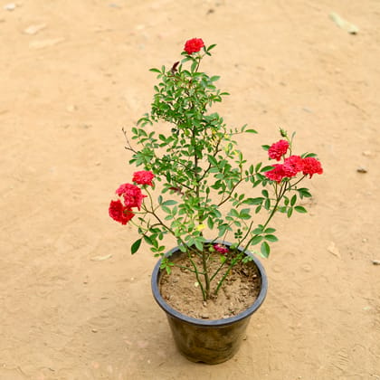 Buy Button Rose / Gulab (any colour) in 8 inch Nursery Pot Online | Urvann.com