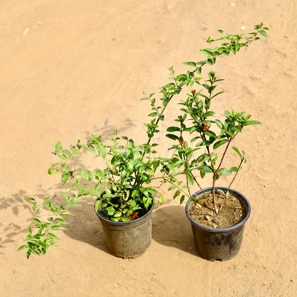 Buy Set of 2 - Juhi & Ixora Miniature (any colour) in 6 inch Nursery Pot Online | Urvann.com Set of 2 - Juhi & Ixora Miniature (any colour) in 6 inch Nursery Pot