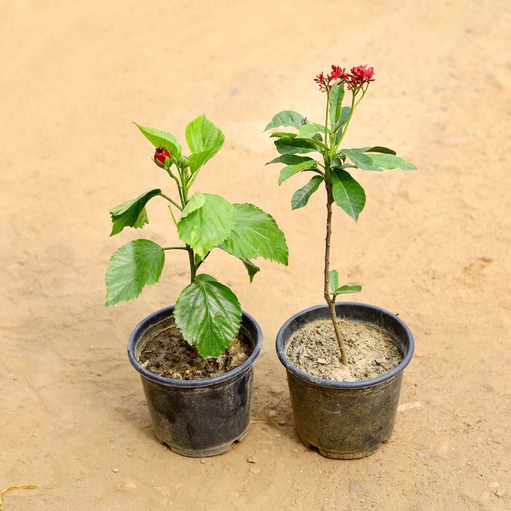 Buy Set of 2 - Hibsicus / Gudhal & Jatropha / Sunder Rupa (any colour) in 6 inch Nursery Pot Online | Urvann.com Set of 2 - Hibsicus / Gudhal & Jatropha / Sunder Rupa (any colour) in 6 inch Nursery Pot