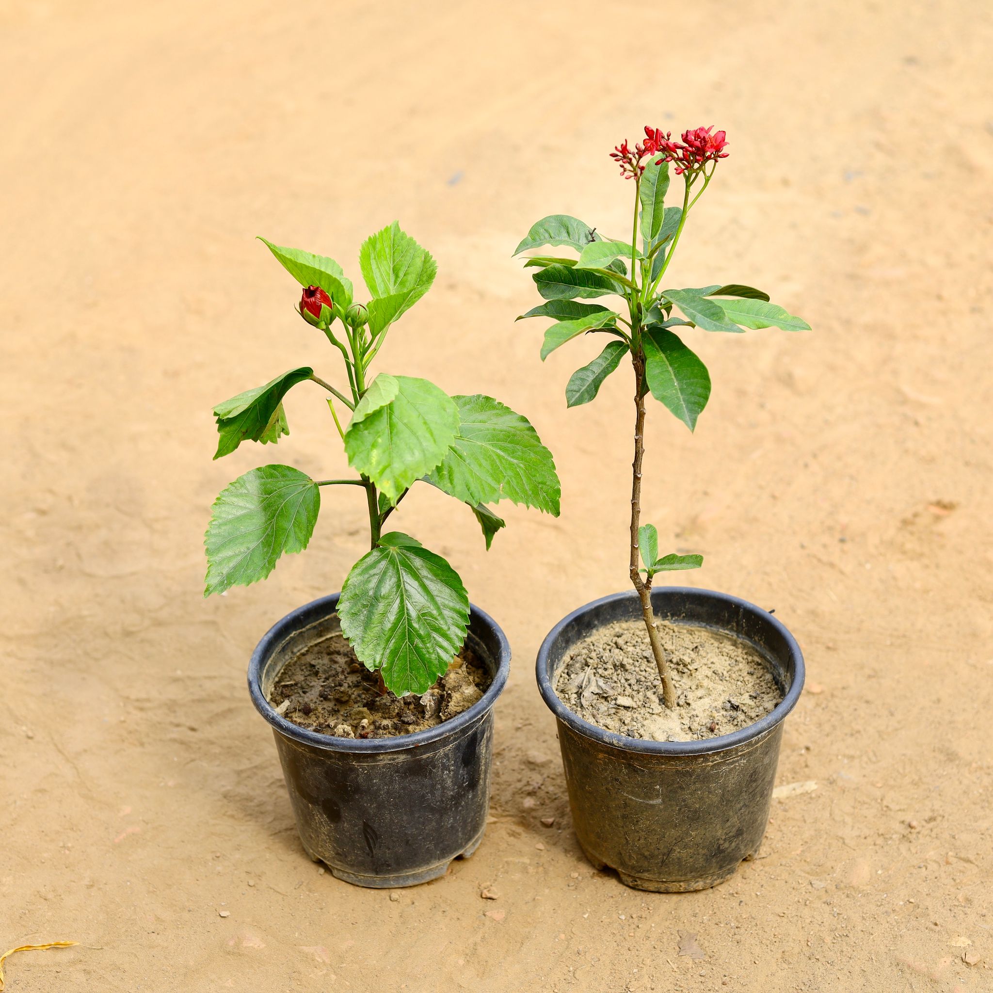 Set of 2 - Hibsicus / Gudhal & Jatropha / Sunder Rupa (any colour) in 6 inch Nursery Pot