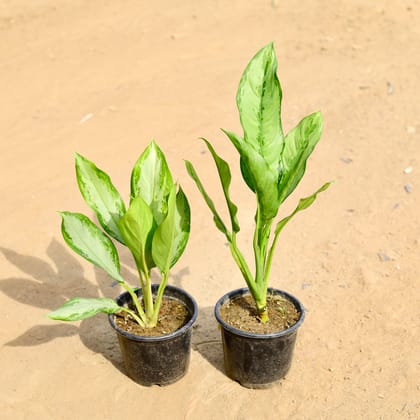Buy Set of 2 -  Aglaonema (Maria Christina & Emerald Bay) in 6 inch Nursery Pot Online | Urvann.com