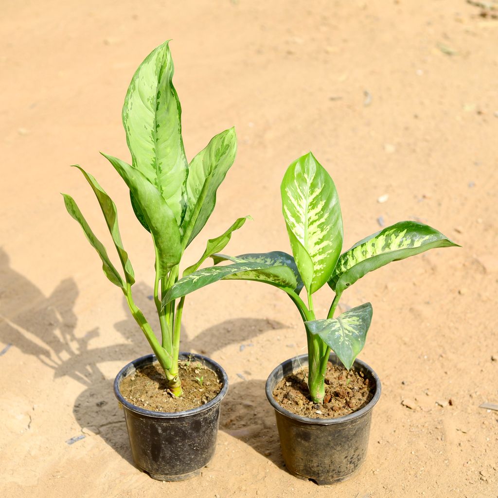 Set of 2 - Aglaonema Maria Christina & Dieffenbachia Seguine in 6 inch Nursery Pot
