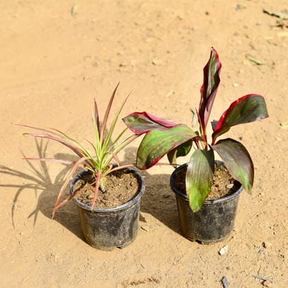 Buy Set of 2 -  Dracaena Rosea & Colorama Red in 6 inch Nursery Pot Online | Urvann.com