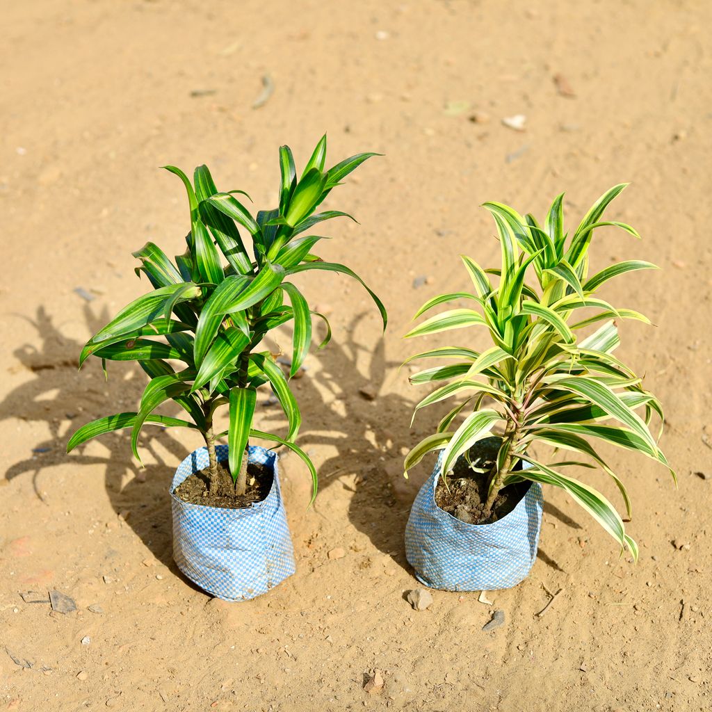 Set of 2 - Dracaena Messenger & Song of India in 4 inch Nursery Bag