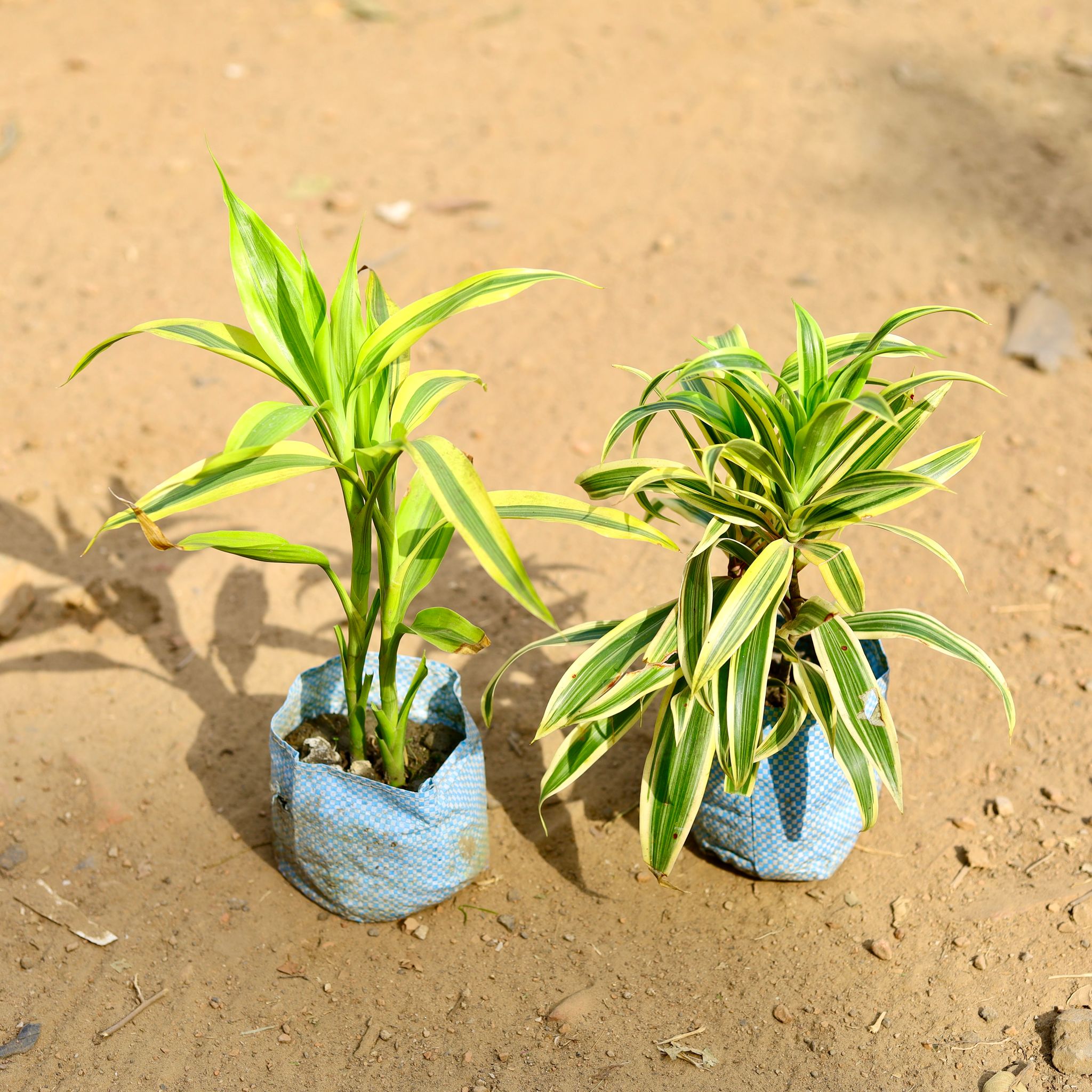 Set of 2 - Song of India & Lucky Bamboo Golden in 4 inch Nursery Bag