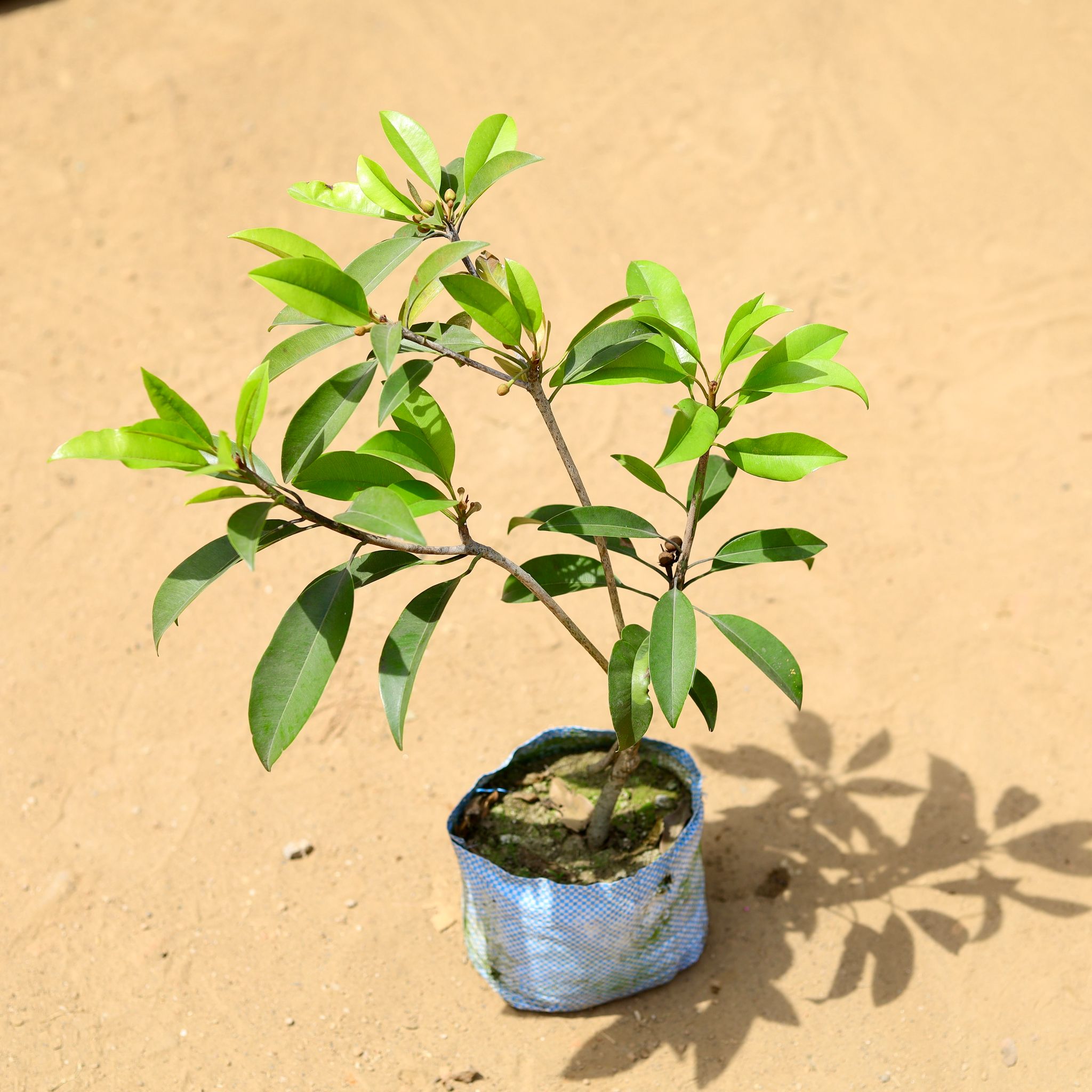 Chiku / Sapodilla in 7 inch Nursery Bag