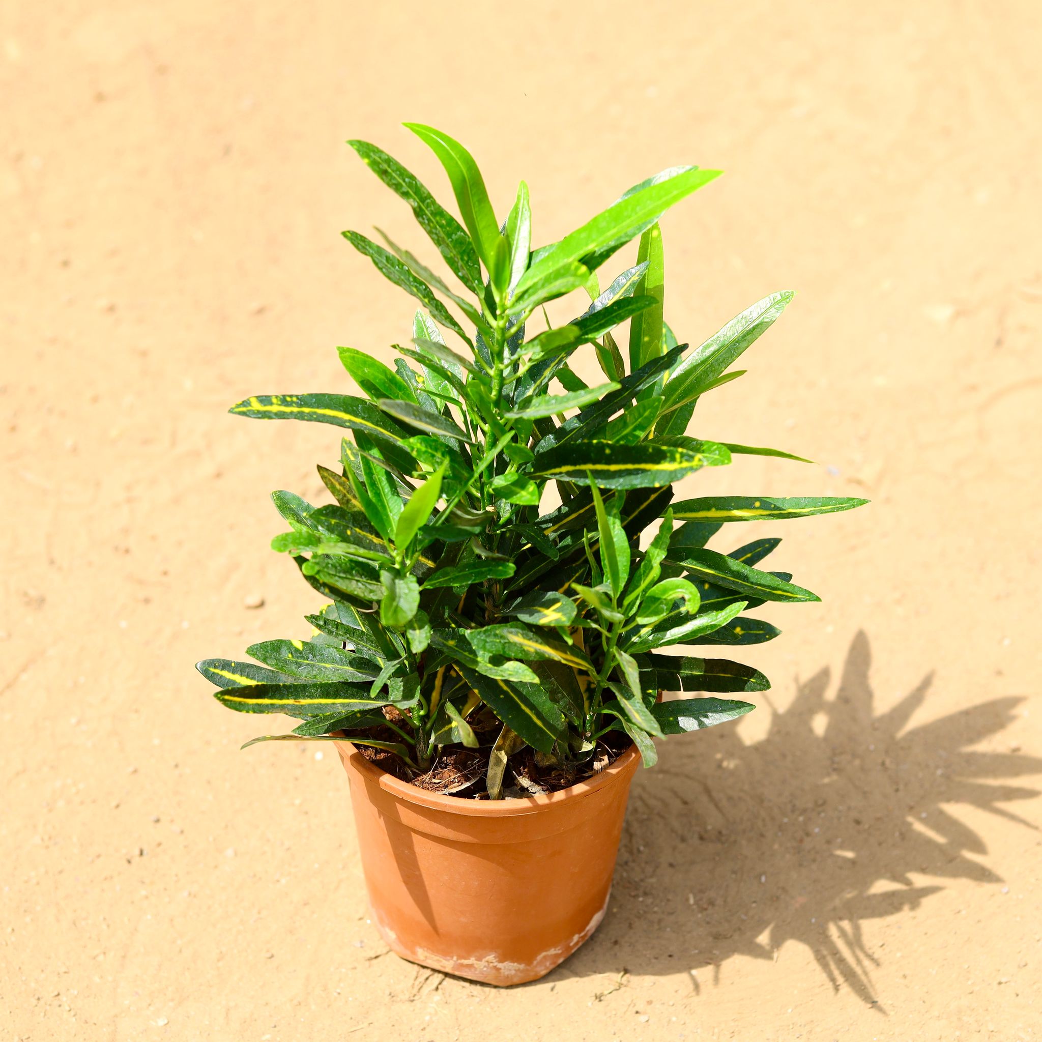 Croton Sunny Star in 6 inch Nursery Pot