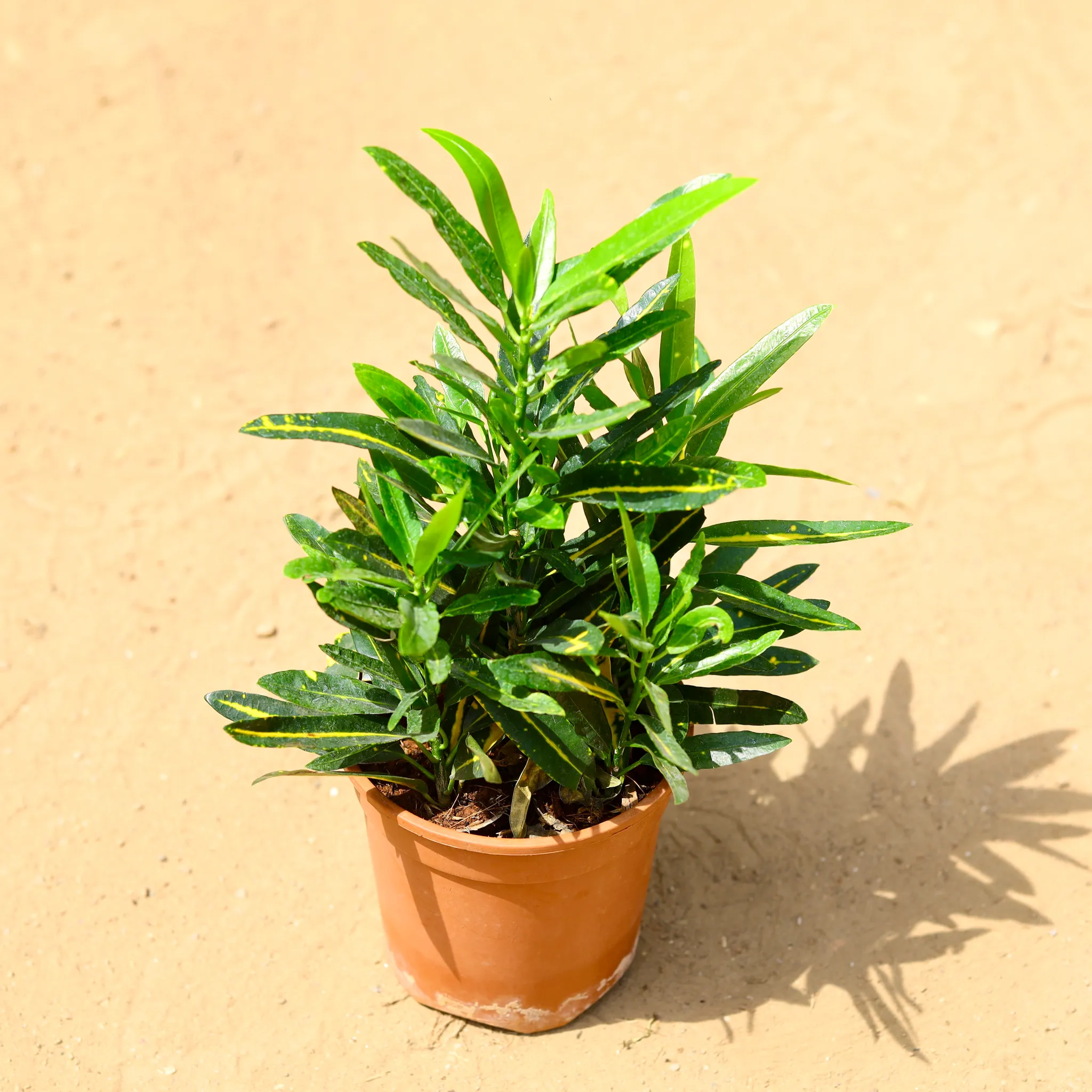 Croton Sunny Star in 6 inch Nursery Pot