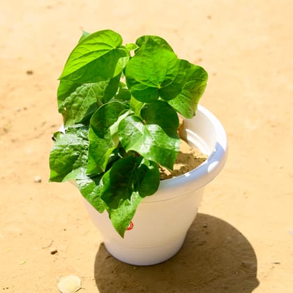 Buy Banarasi Paan / Betal Leaf in 10 inch Classy White Plastic Pot Online | Urvann.com