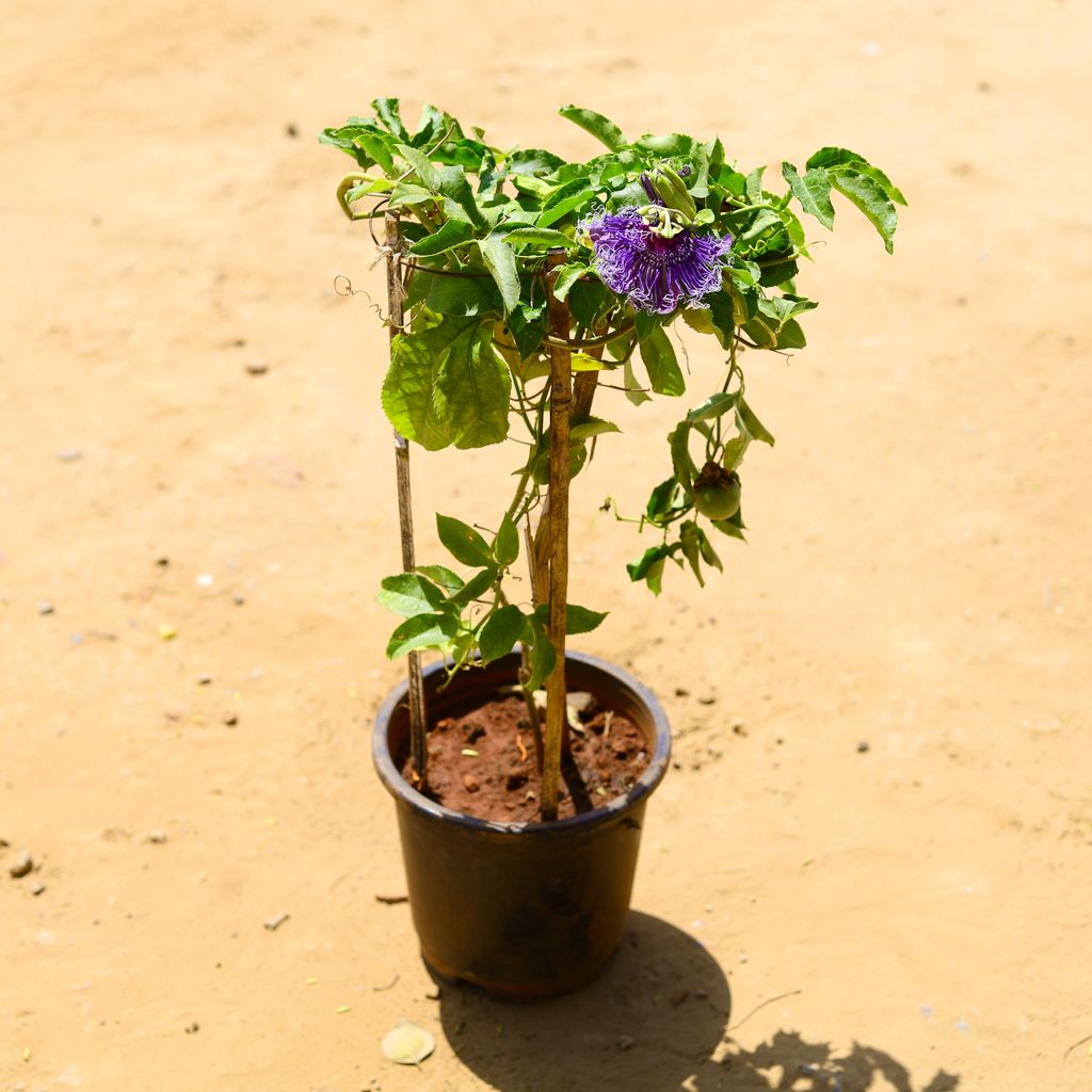 Passionflower / Rakhi bel / Passiflora Blue in 10 inch Nursery Pot