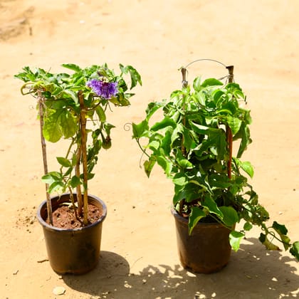 Buy Set of 2 - Passionflower / Rakhi bel / Passiflora (Blue & White) in 10 inch Nursery Pot Online | Urvann.com